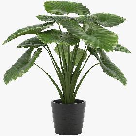 Taro Plant